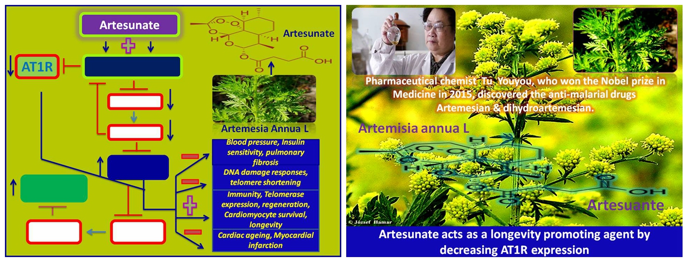 Artesunate Powder