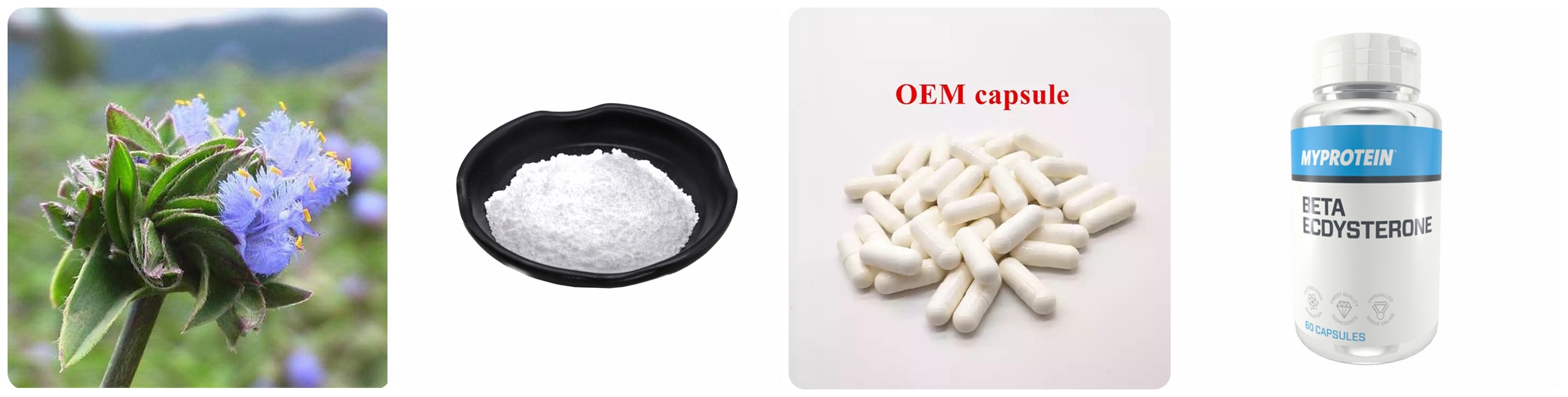 Hydroxyecdysone