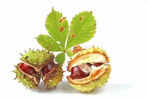 Supply-Natural-98-Esculin-Powder-Aesculin-Powder-Horse-Chestnut-Extract.webp