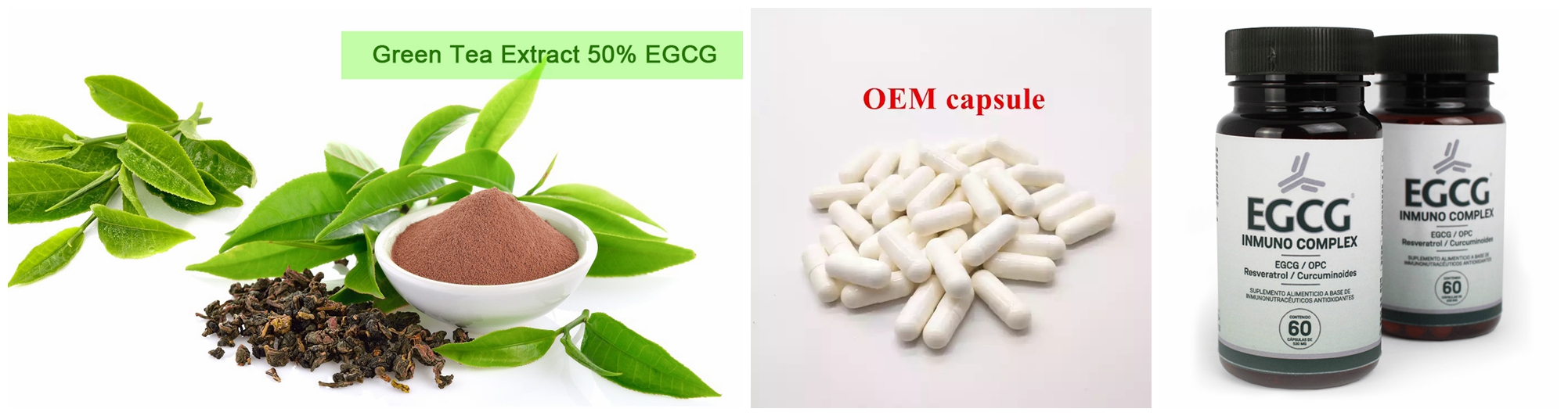 EGCG Powder_副本