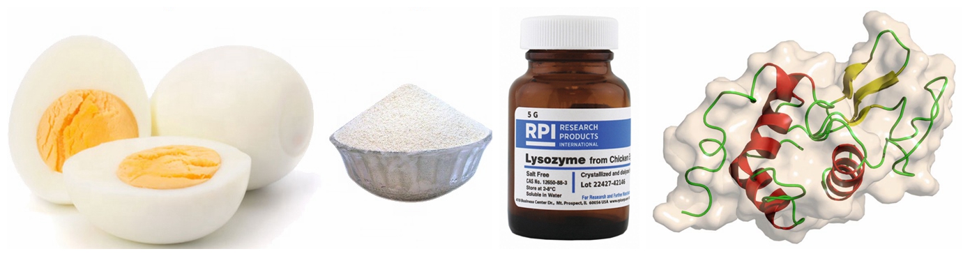 lysozyme